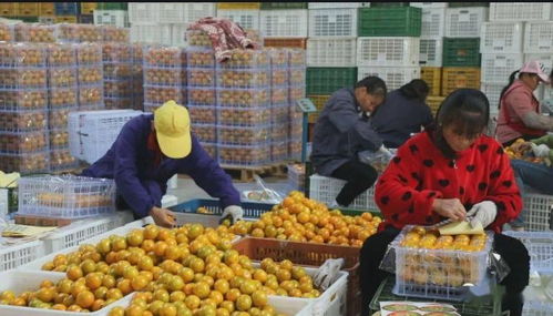 融合新業態，拓寬致富路 泰州創新食品銷售模式引領強村富民新探索