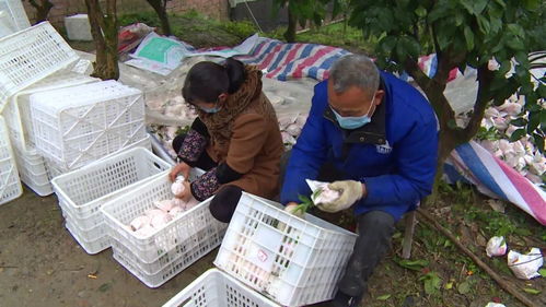 臨濟鎮 暢通銷售渠道，保障農副產品安全銷售