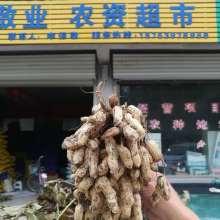 重慶市酉陽(yáng)縣三億農(nóng)業(yè)開(kāi)發(fā)公司 多元產(chǎn)業(yè)布局助力鄉(xiāng)村振興