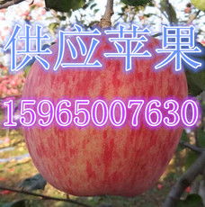 莒縣傲翔農副產品購銷處 優質食品銷售的卓越典范